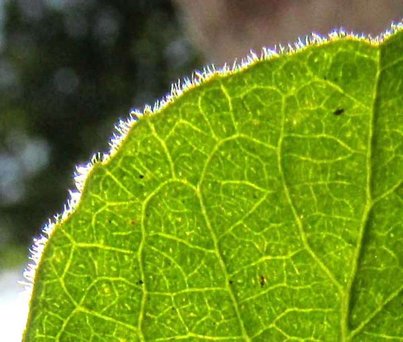 Casearia yucatanensis photo 4