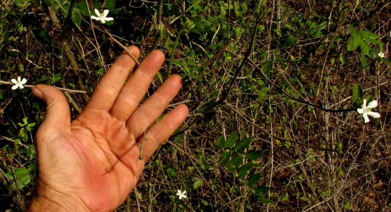 Casearia yucatanensis photo 5