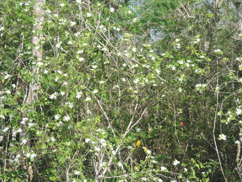 Casearia yucatanensis photo 6
