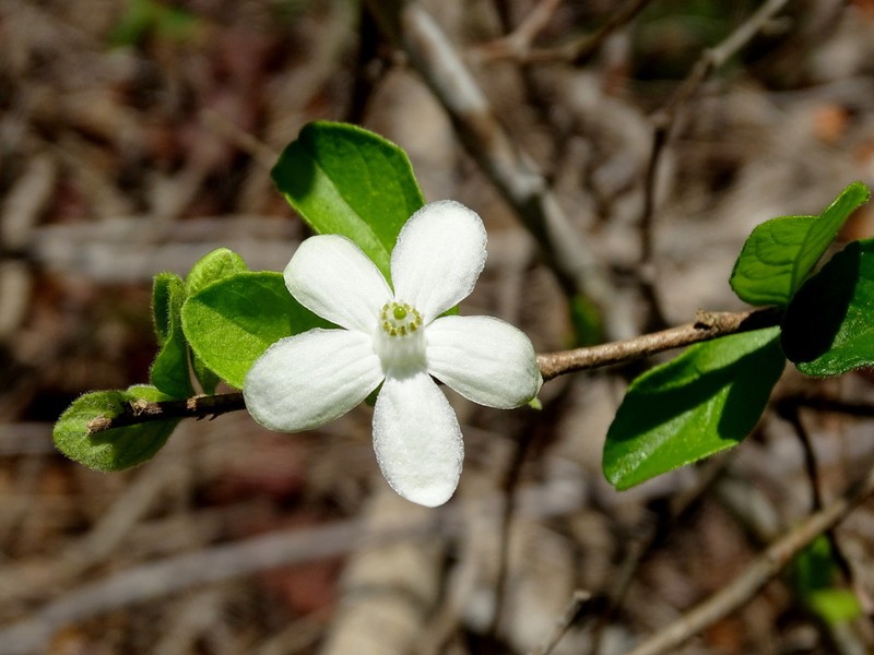 Casearia yucatanensis photo 7