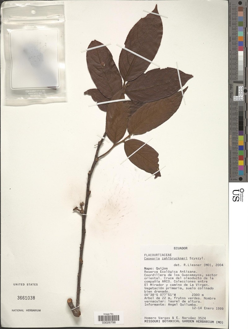Casearia zahlbruckneri