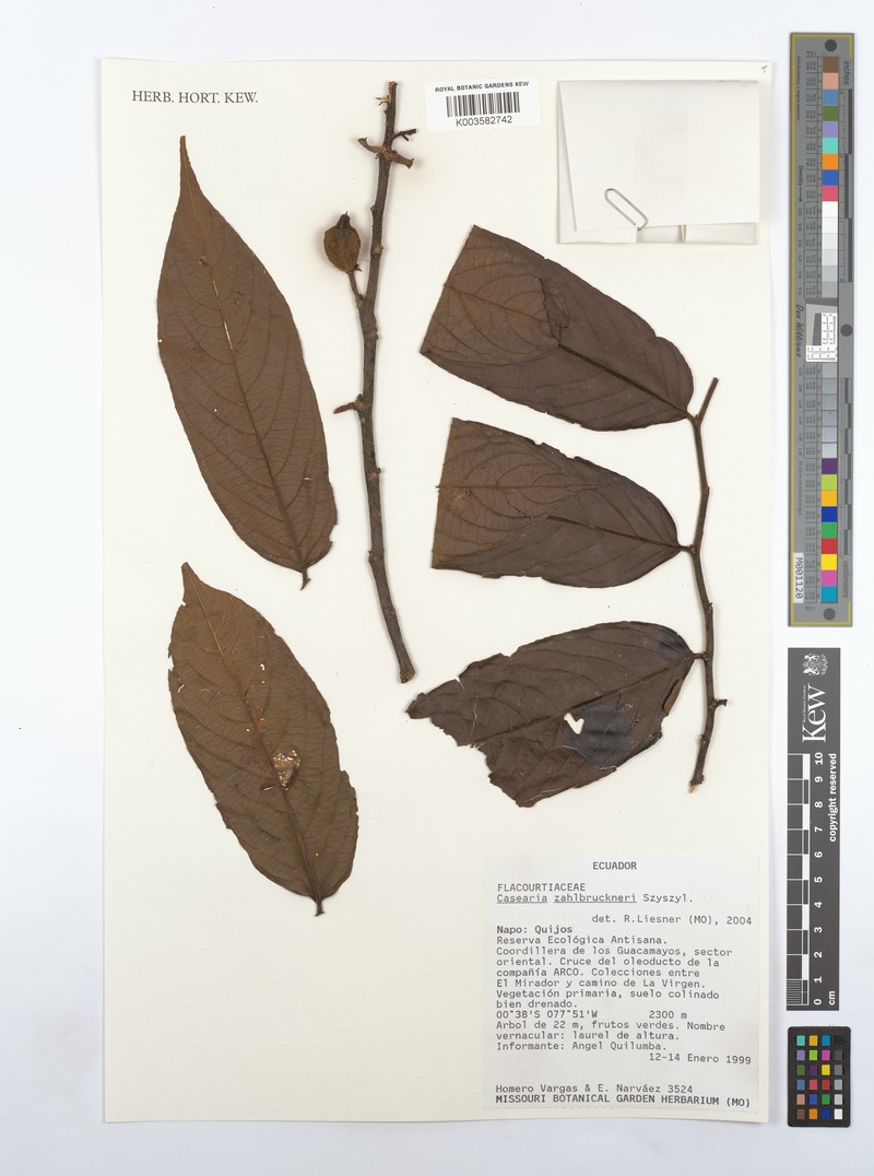 Casearia zahlbruckneri photo 2