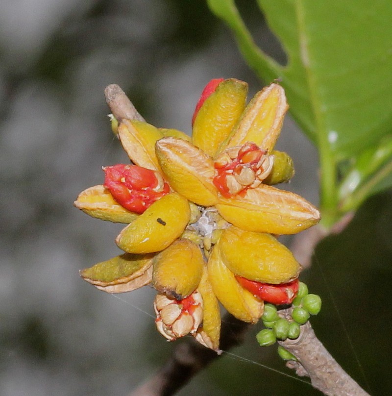 Casearia zeylanica