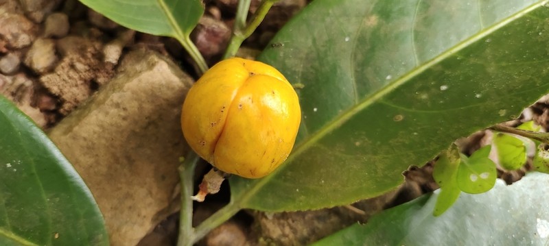 Casearia zeylanica photo 2