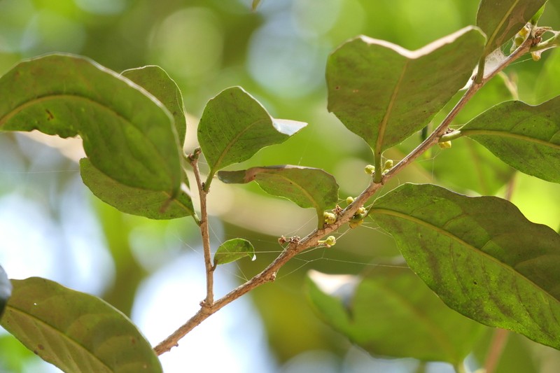 Casearia zeylanica photo 3