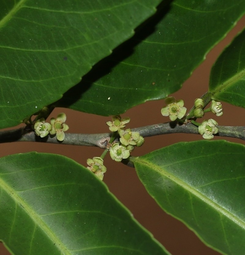 Casearia zeylanica photo 5