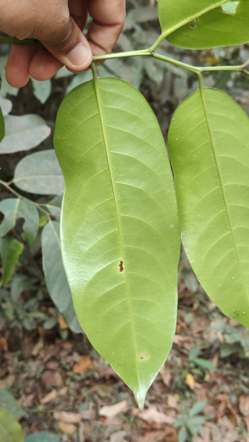 Casearia zeylanica photo 6