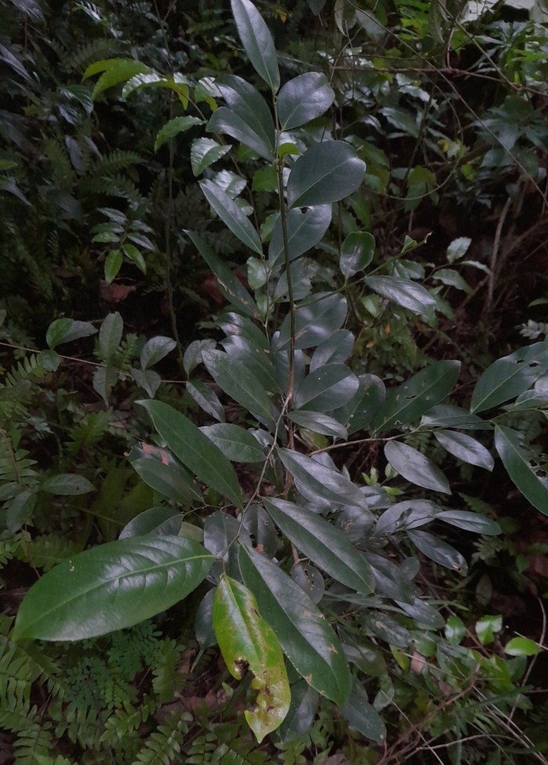 Casearia zeylanica photo 7