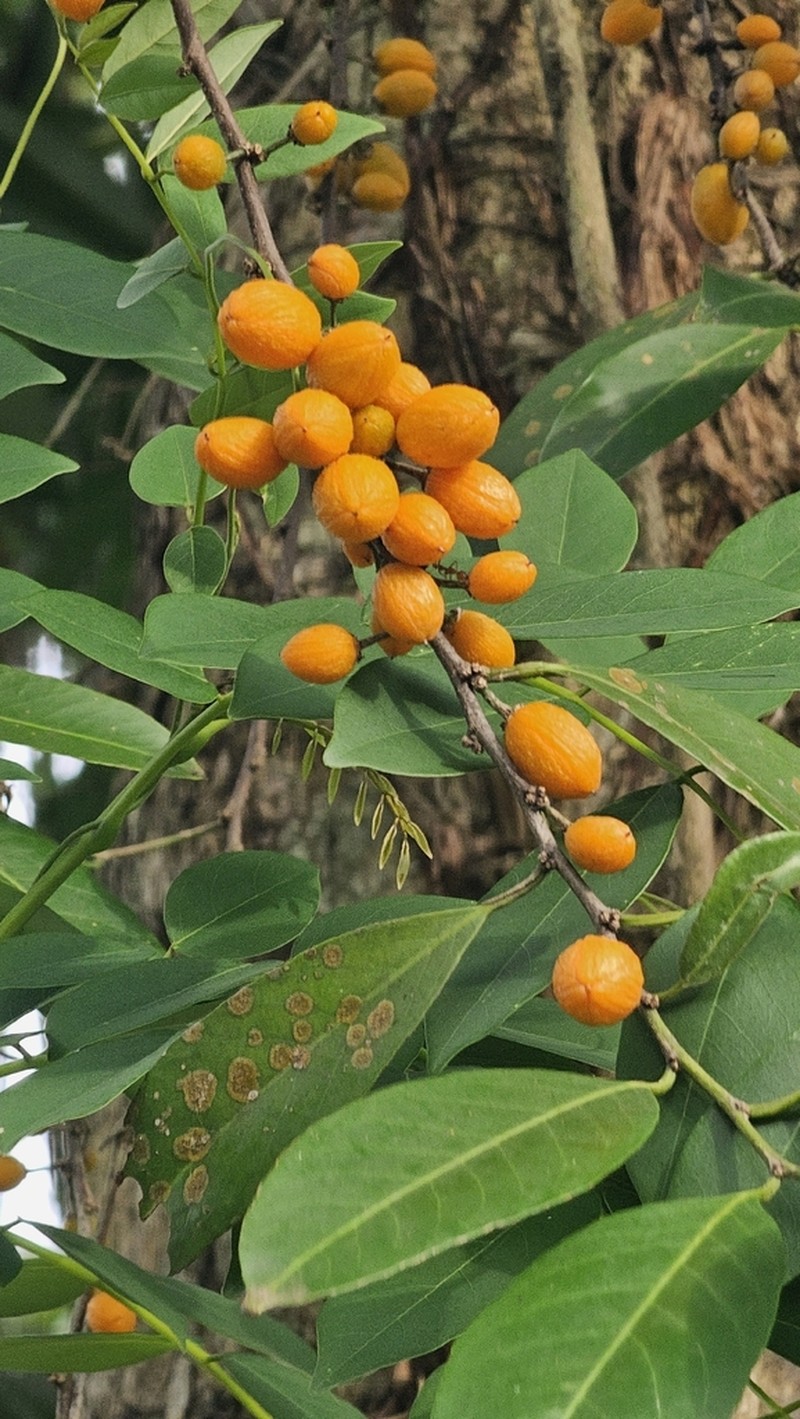 Casearia zeylanica photo 8