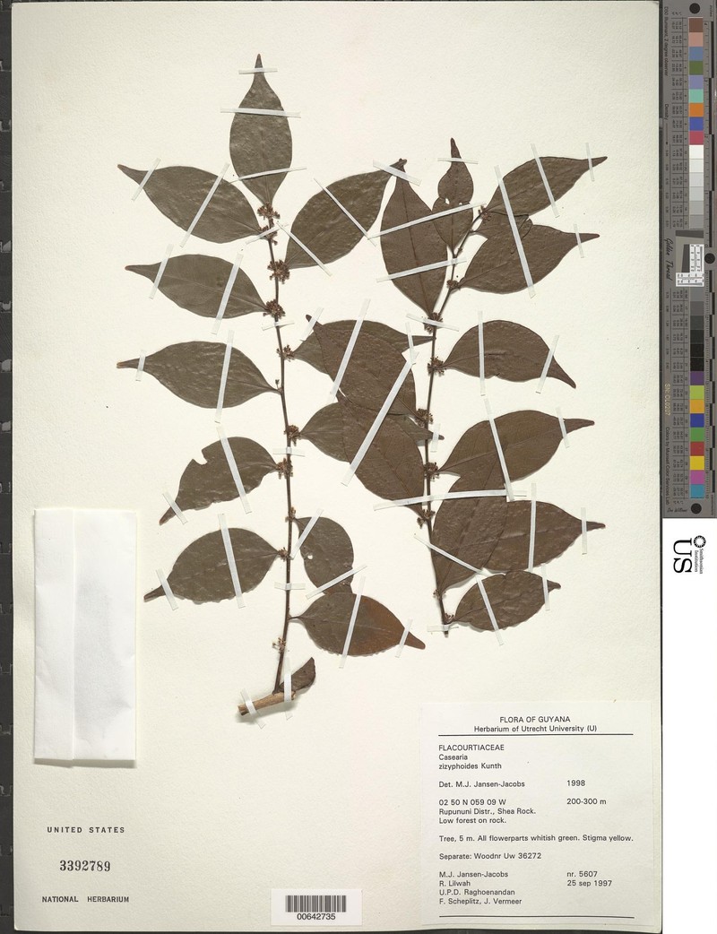 Casearia zizyphoides