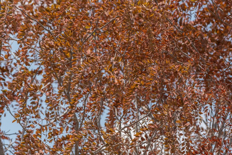 Long-Pod-Cassia photo 4