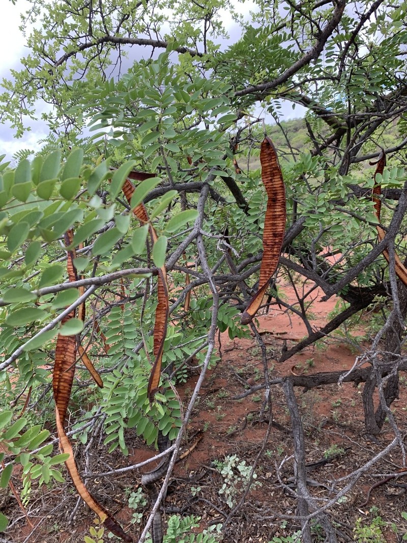 Long-Pod-Cassia photo 5