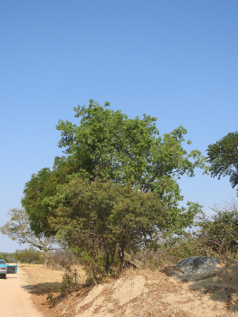 Long-Pod-Cassia photo 6