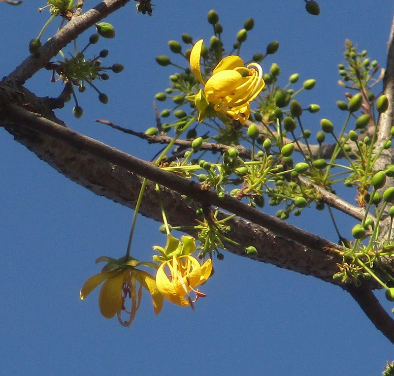 Long-Pod-Cassia photo 7