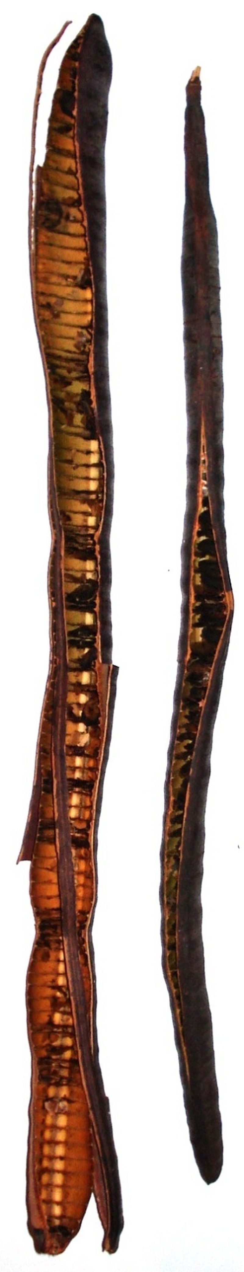Long-Pod-Cassia photo 2