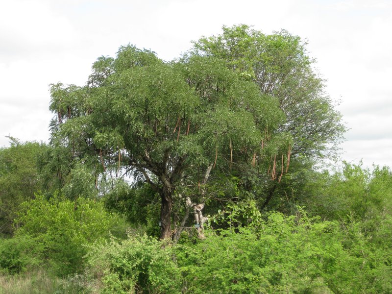 Long-Pod-Cassia