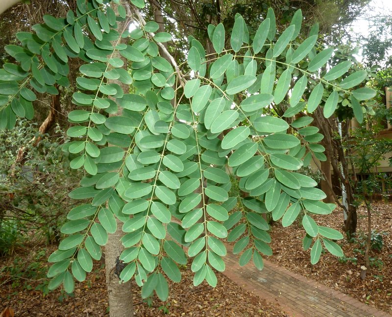 Long-Pod-Cassia photo 3