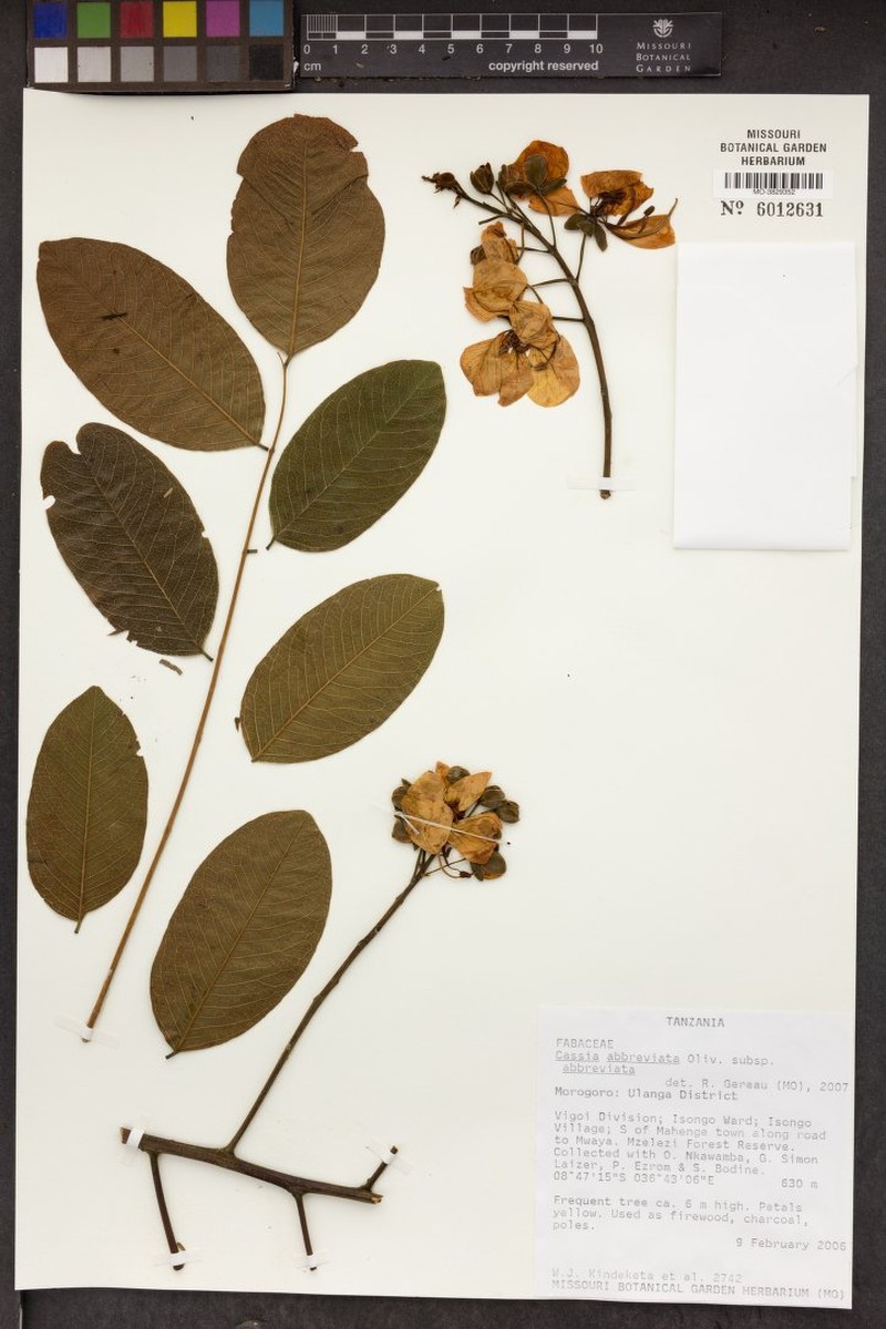 Cassia abbreviata subsp. abbreviata