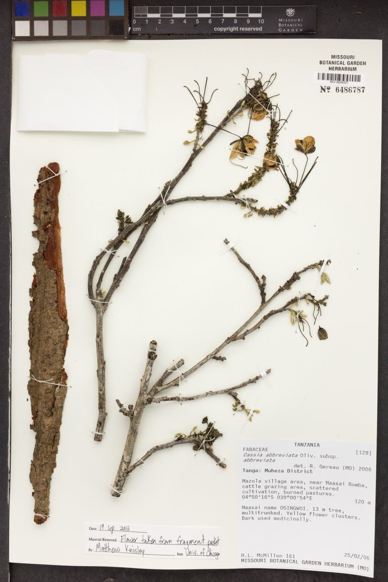 Cassia abbreviata subsp. abbreviata photo 2