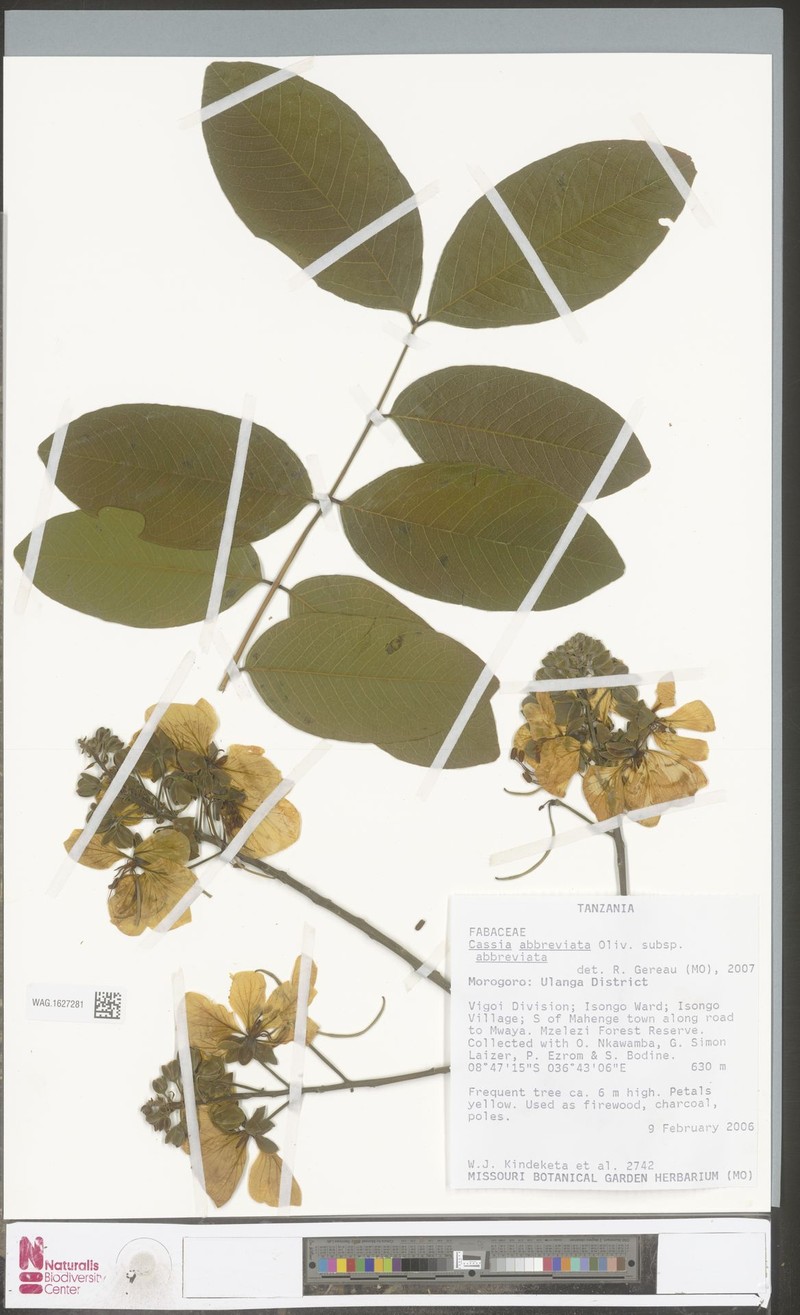 Cassia abbreviata subsp. abbreviata photo 3