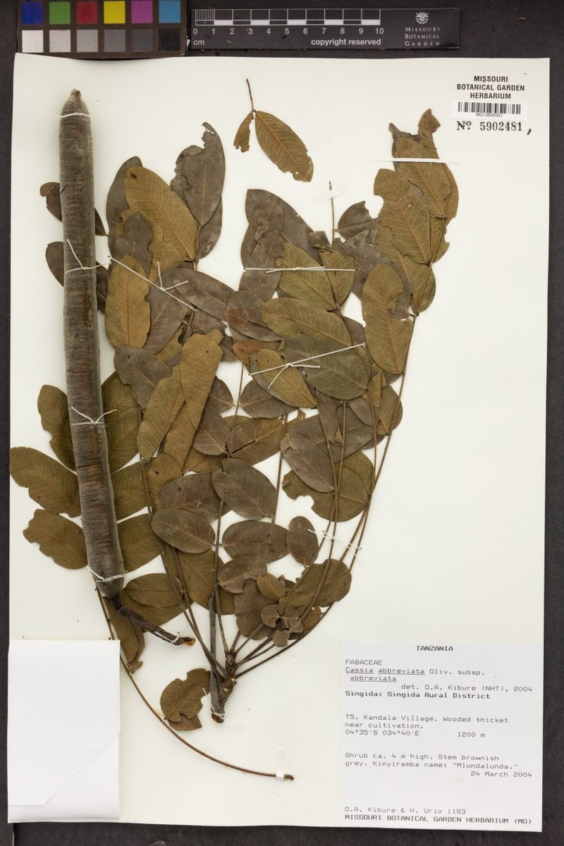 Cassia abbreviata subsp. abbreviata photo 4