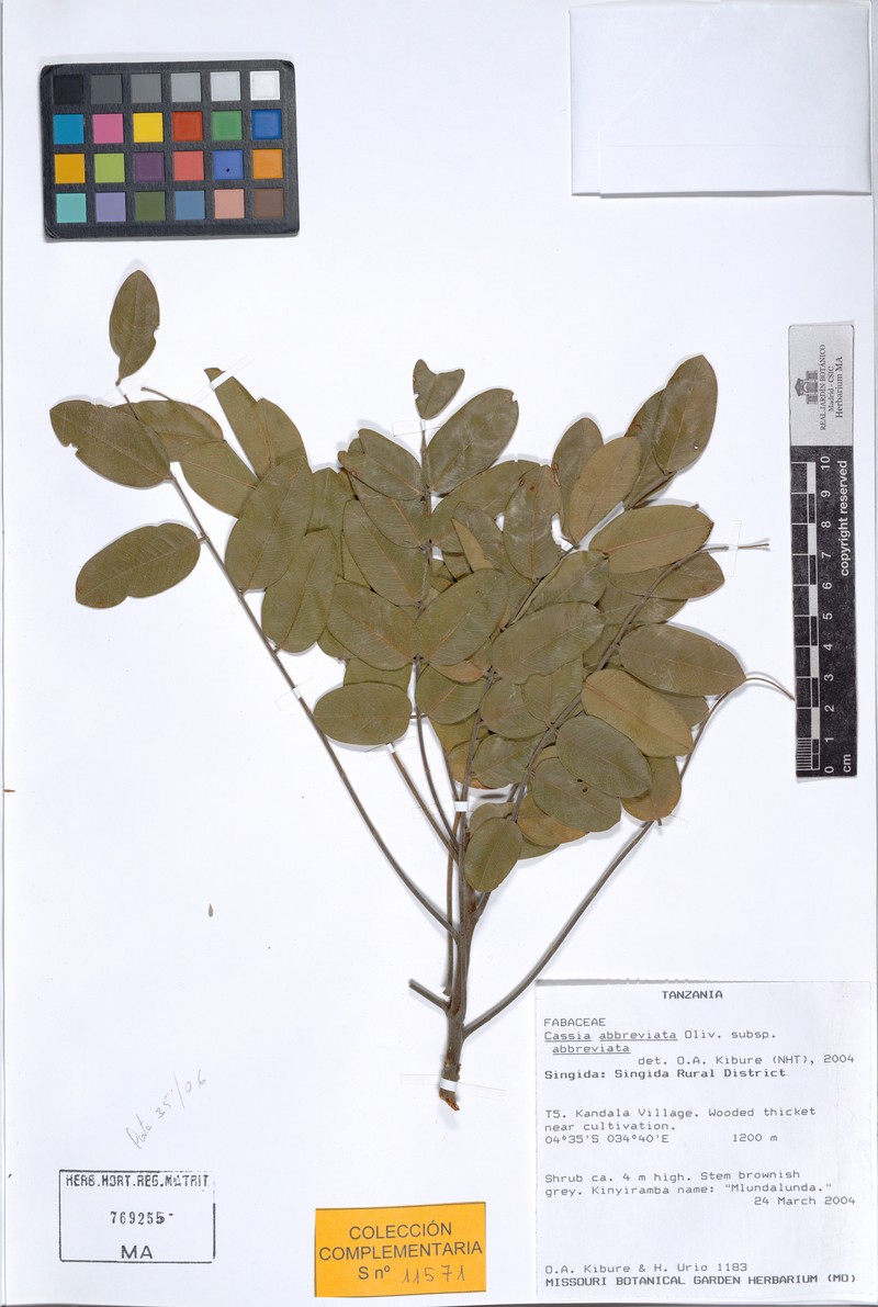 Cassia abbreviata subsp. abbreviata photo 5