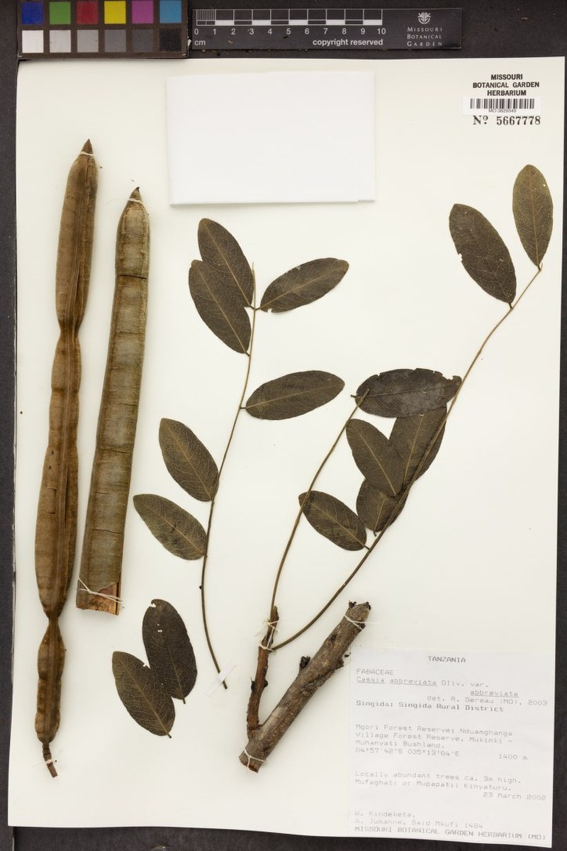 Cassia abbreviata subsp. abbreviata photo 6