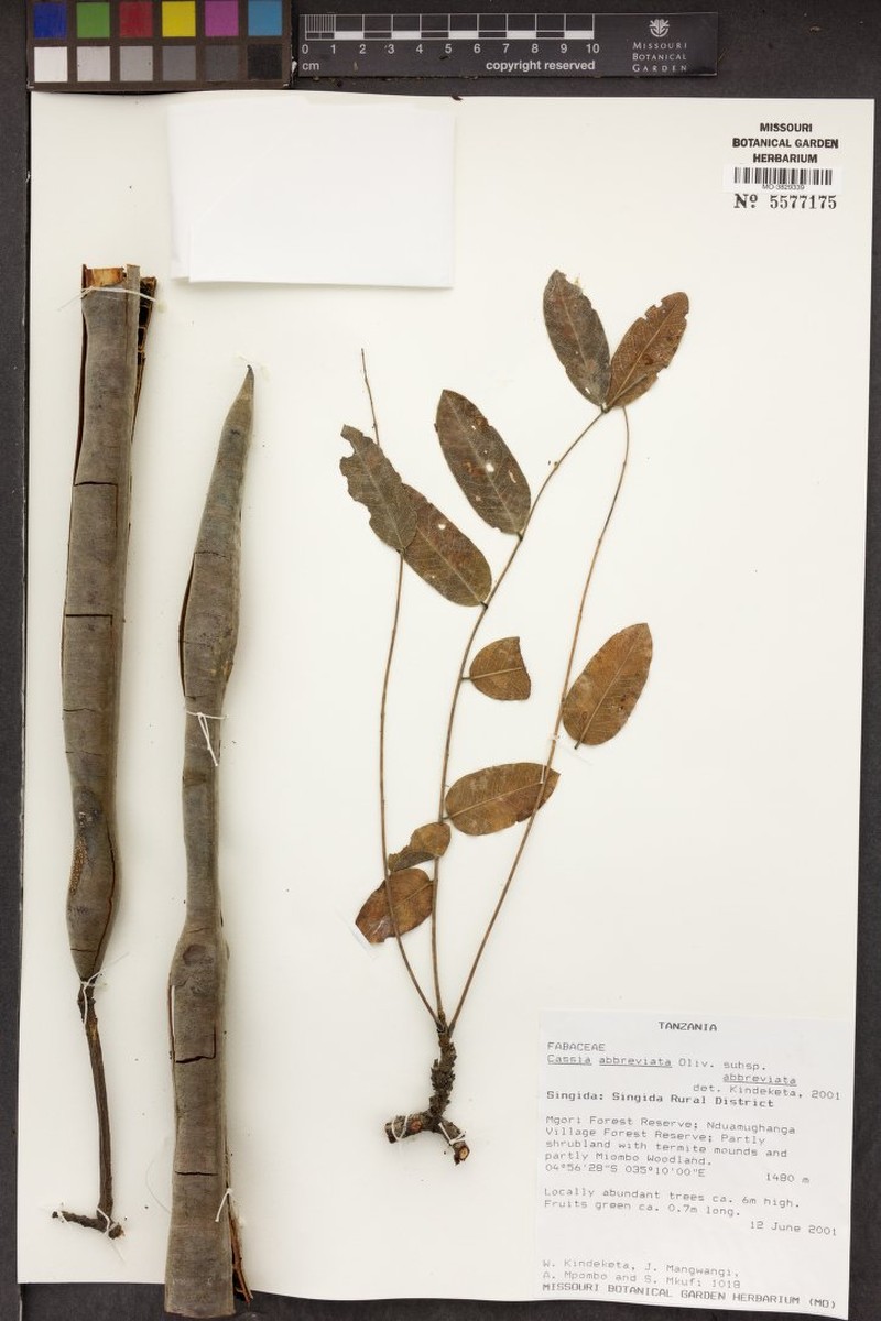 Cassia abbreviata subsp. abbreviata photo 7