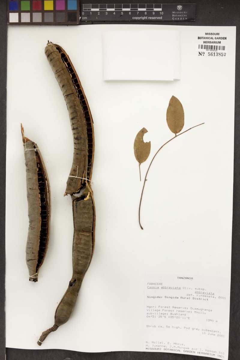 Cassia abbreviata subsp. abbreviata photo 8