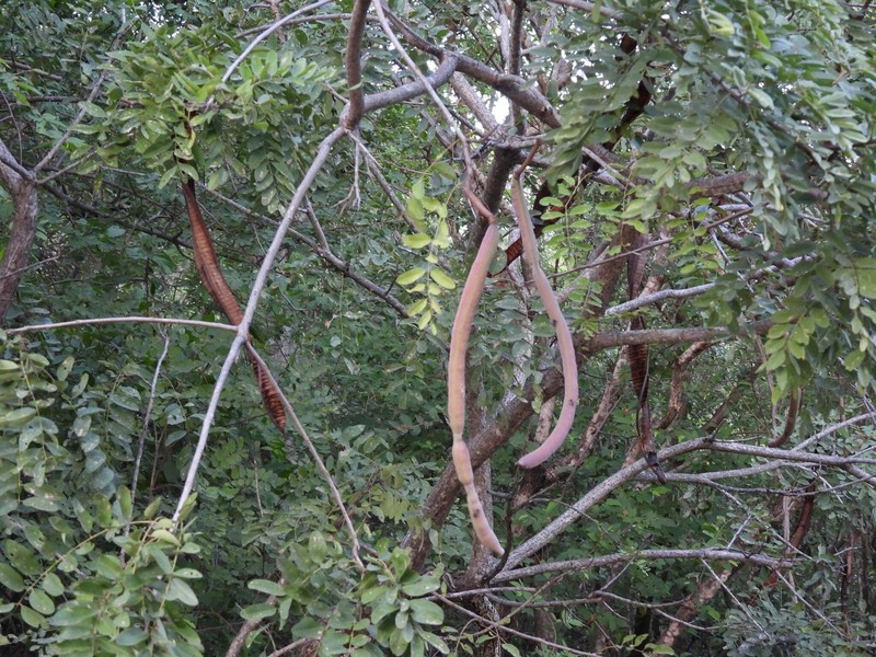 Cassia abbreviata subsp. beareana