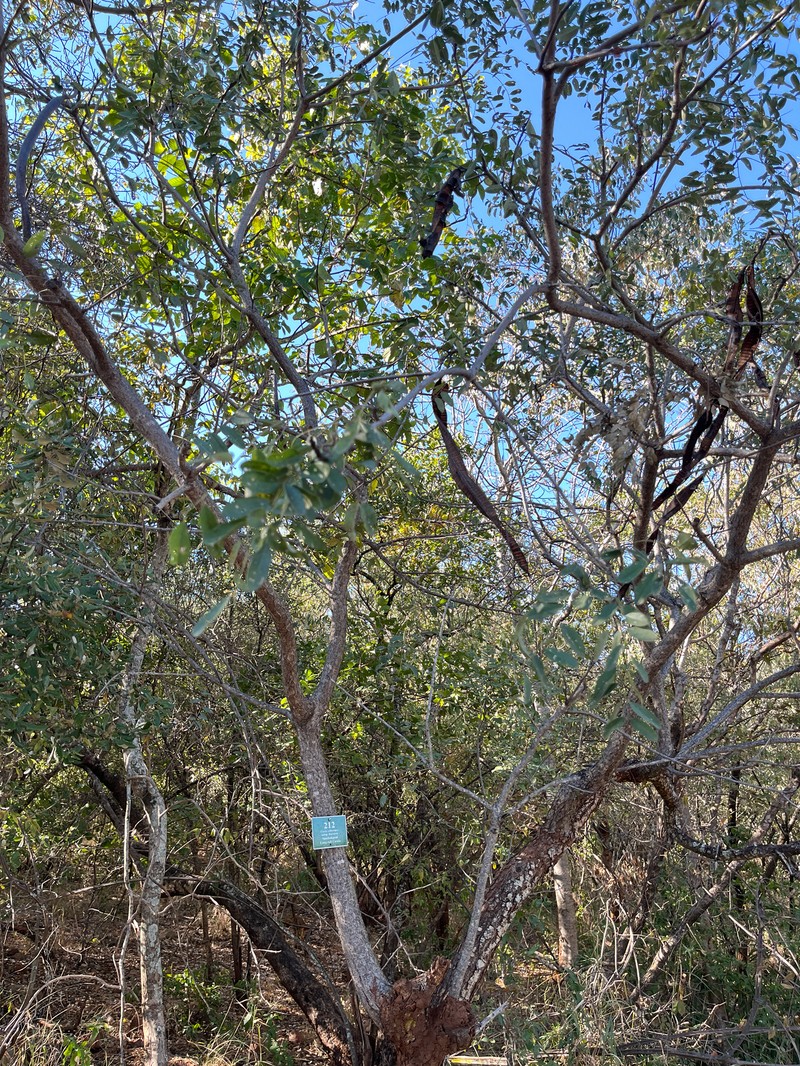 Cassia abbreviata subsp. beareana photo 4