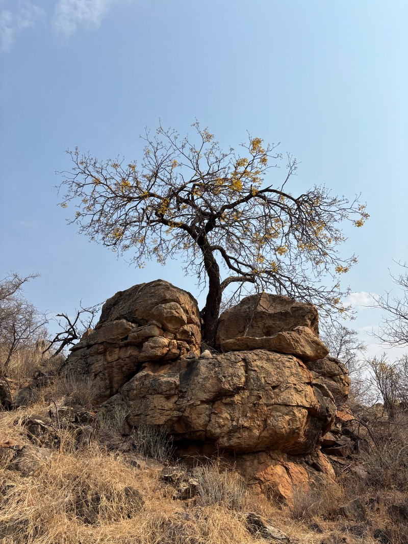 Cassia abbreviata subsp. beareana photo 5