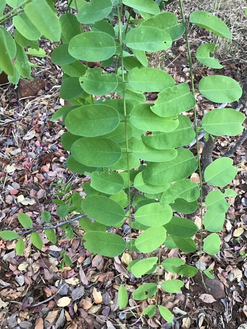 Cassia abbreviata subsp. beareana photo 6