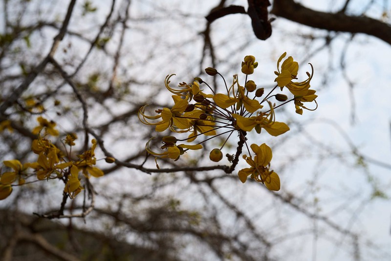 Cassia abbreviata subsp. beareana photo 7