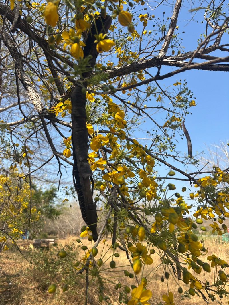 Cassia abbreviata subsp. beareana photo 8