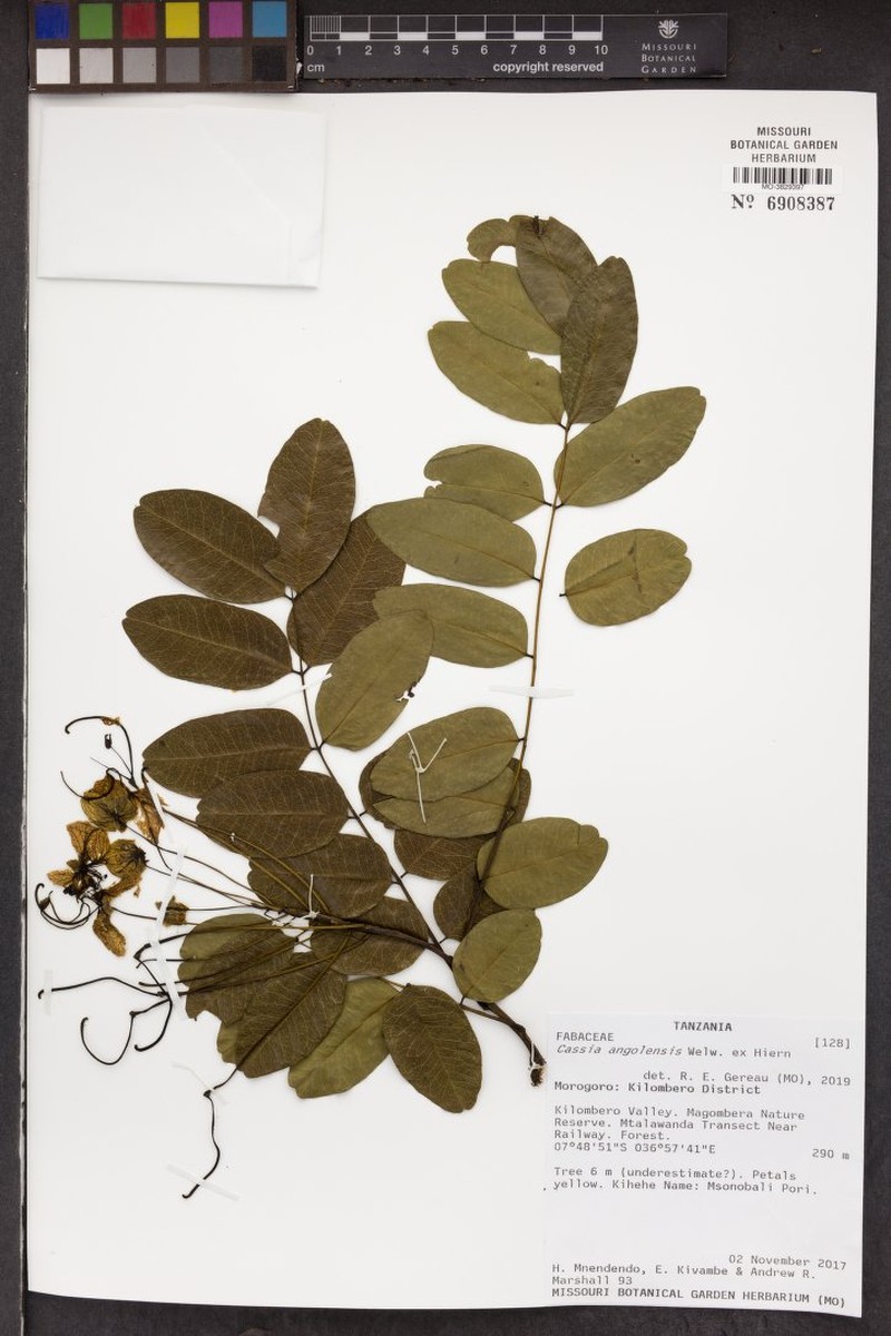 Cassia angolensis