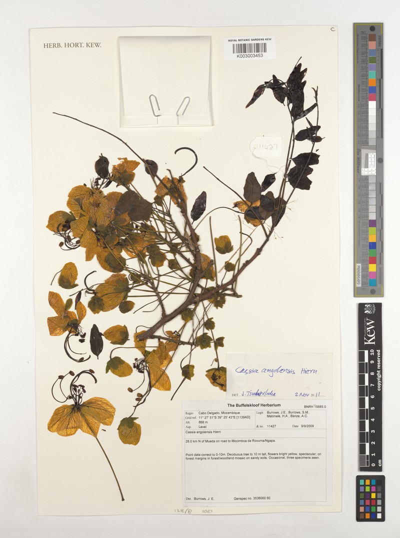 Cassia angolensis photo 2