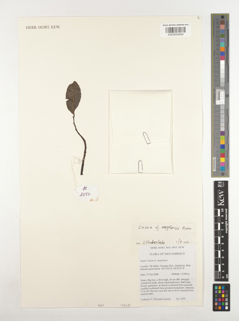Cassia angolensis photo 3