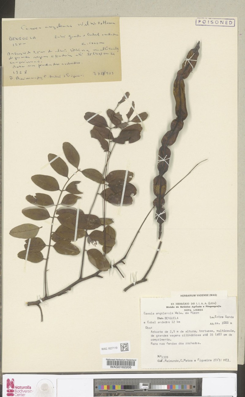 Cassia angolensis photo 4