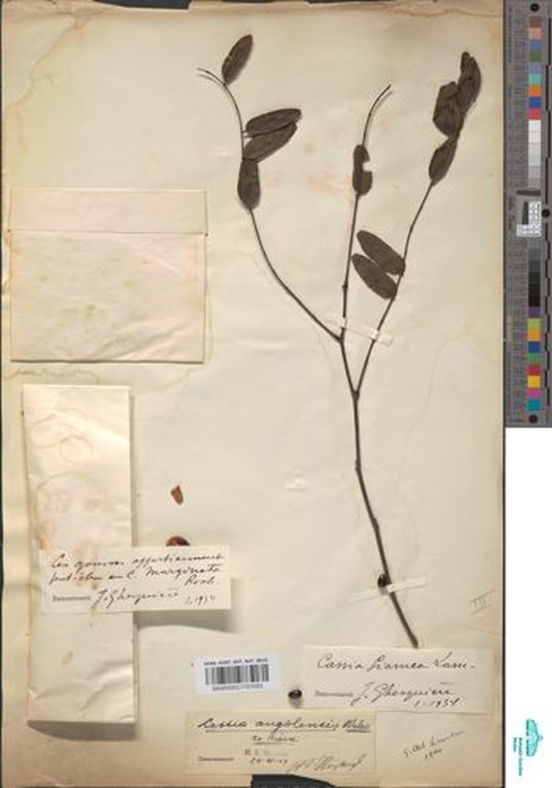 Cassia angolensis photo 6