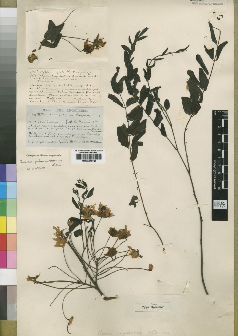 Cassia angolensis photo 7