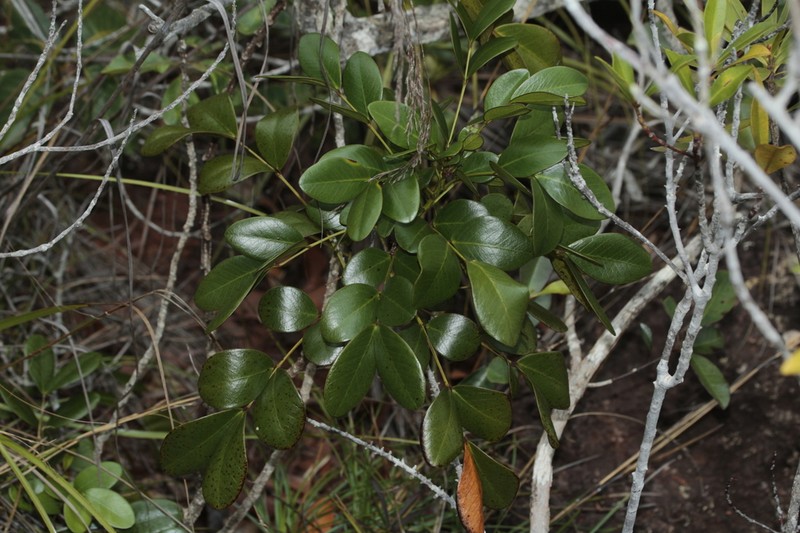 Cassia artensis