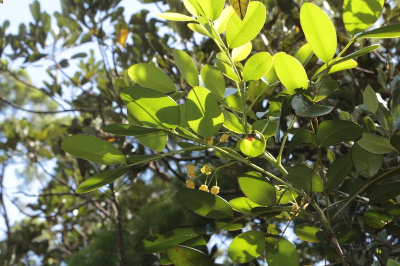 Cassia artensis photo 2