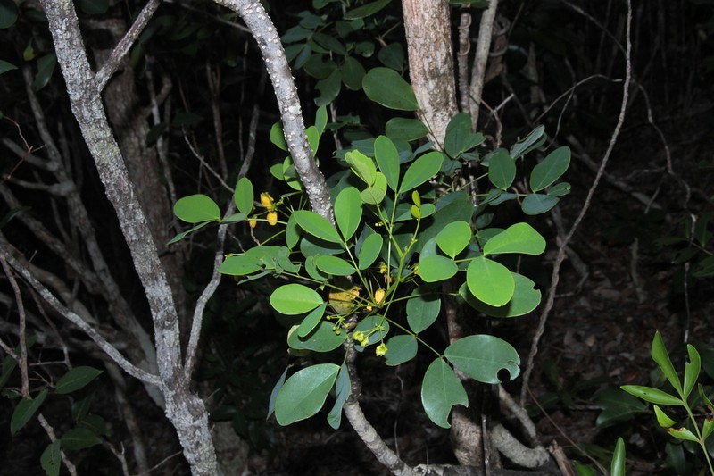 Cassia artensis photo 3