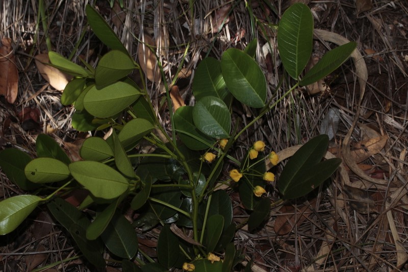 Cassia artensis photo 4