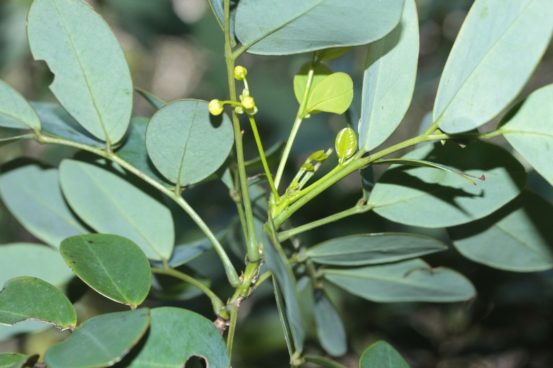 Cassia artensis photo 5
