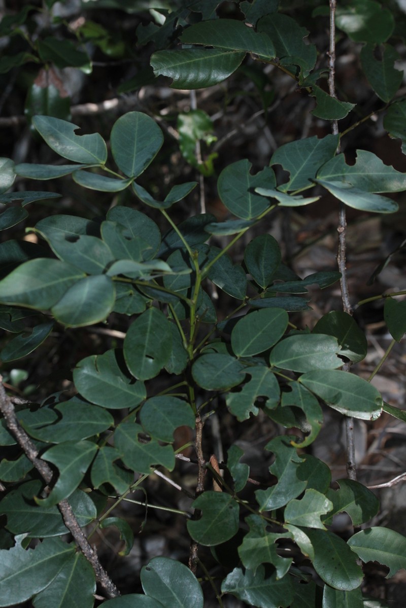 Cassia artensis photo 6