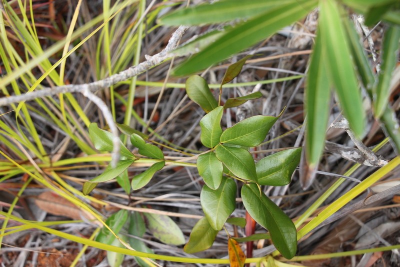 Cassia artensis photo 7