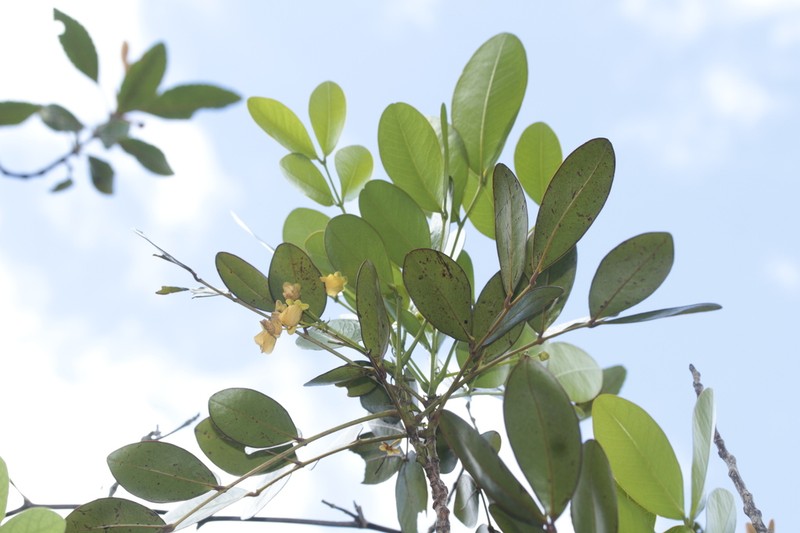 Cassia artensis photo 8