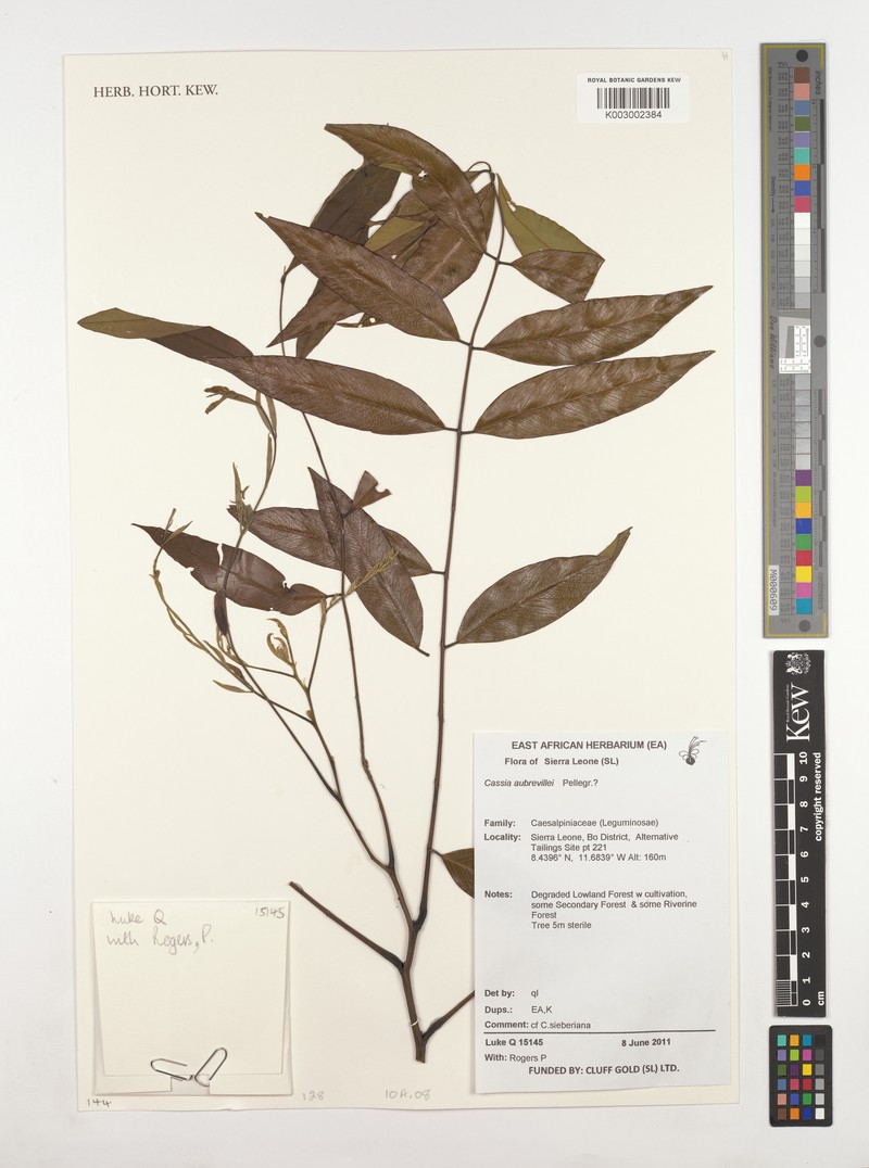 Cassia aubrevillei